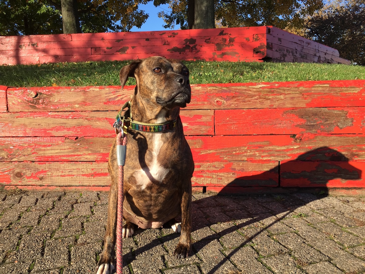 What you need to know about living and renting in NYC with a pit bull